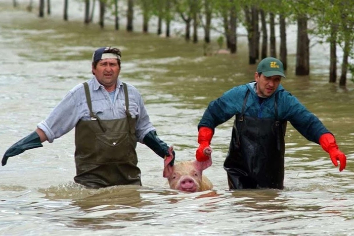 Это я привожу в дом неведому зверушку, в надежде на то, что мама разрешит её оставить.