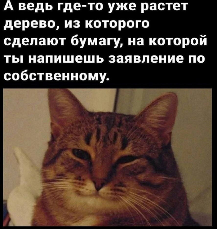 Кот дело говорит