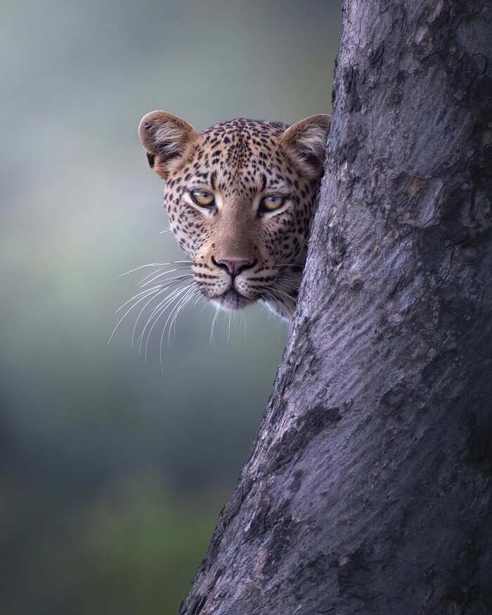 ������ ��� � ���