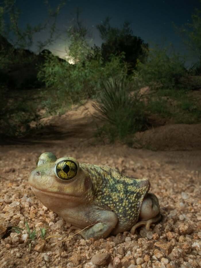 ���������� ���������