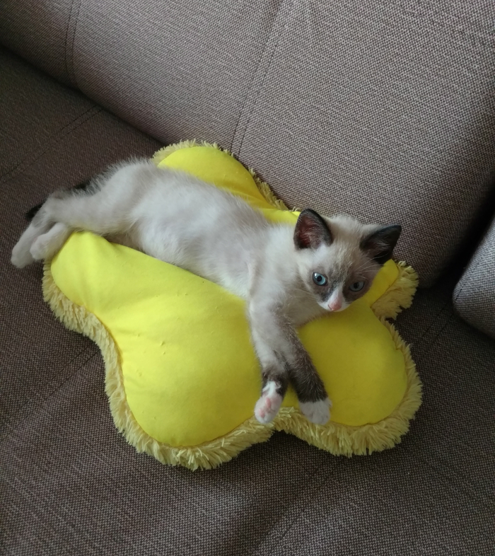 Мотя лет шесть назад, еще котёнок...