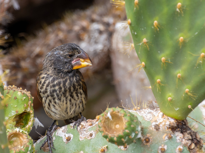 ����, ����� ������� ��� ���������� �������...