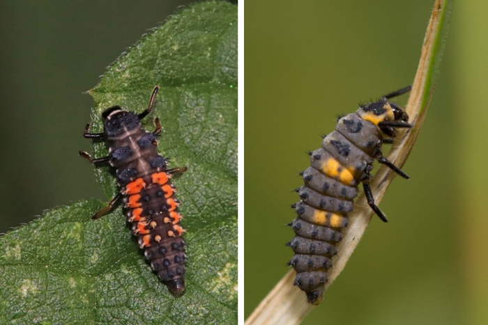 ��, �� �����. ��� �� ��������� ������ ��������, � ����� ���� ��������� ������ �������.