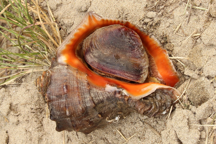 ��������� ���������� �������� ������ � ׸���� ���� �������� ����������� �� 3 ���� ������ ���������������!