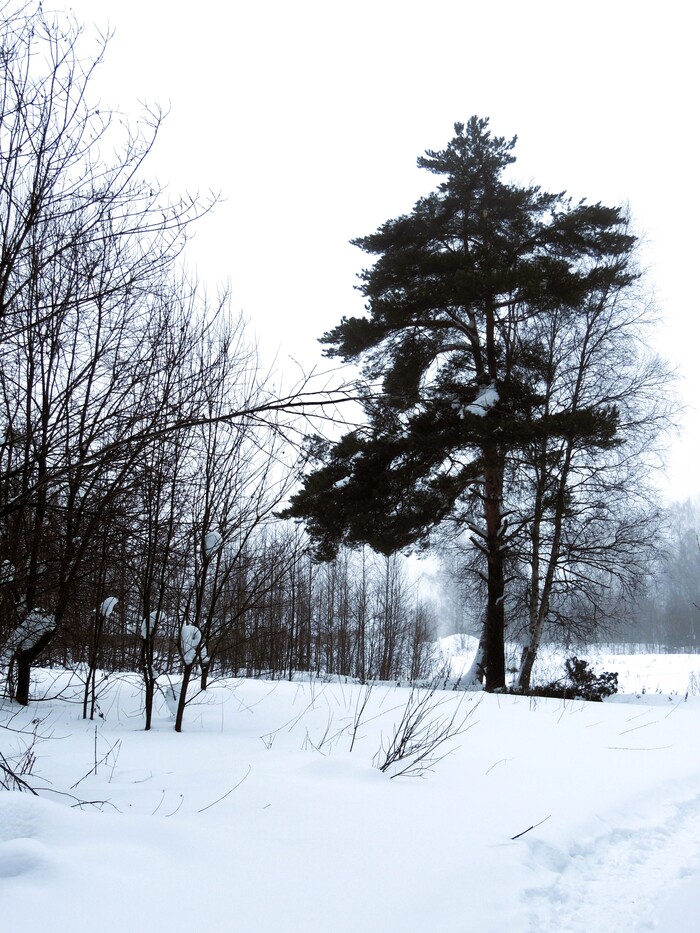 Московская область, Сергиево-Посадский район. Снято на Nikon Coolpix P510