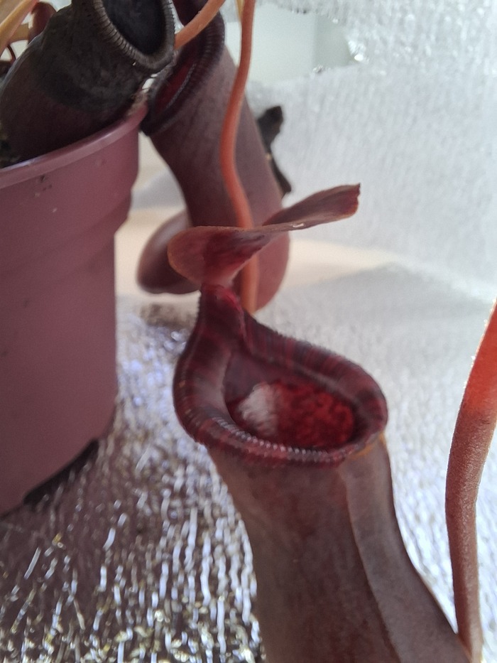 Другой кувшин бриггсианы