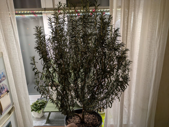 17-� �������