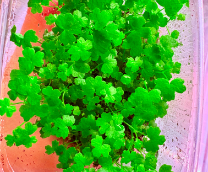 ����������� �������� � ����� ����� 