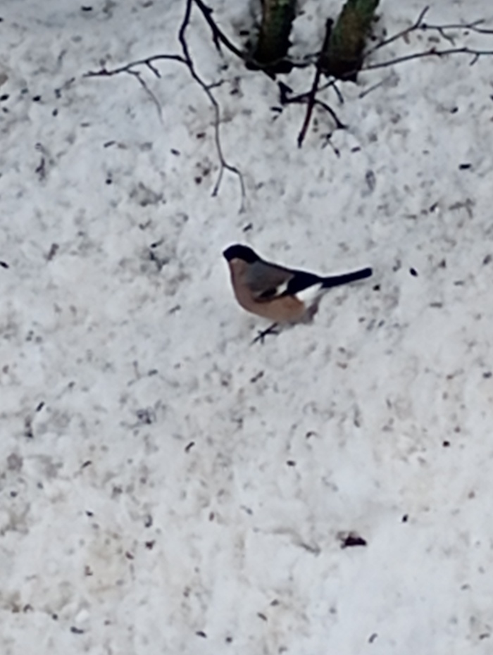 Снегирь самка