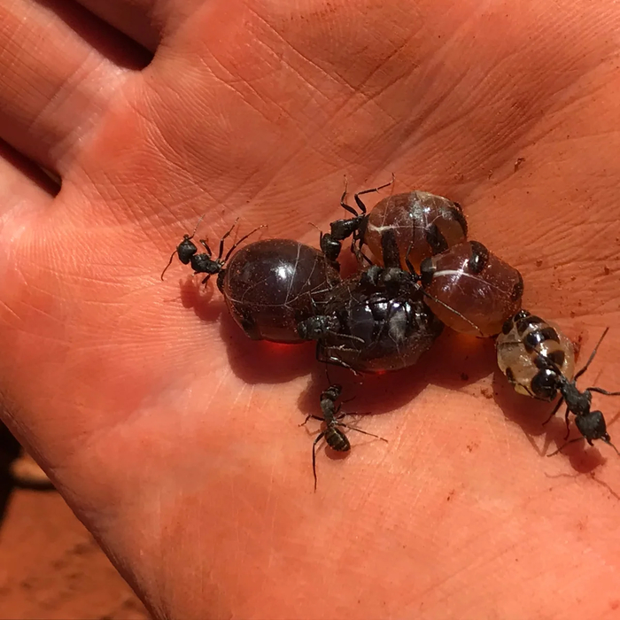 ������ ������ ����� � ���!