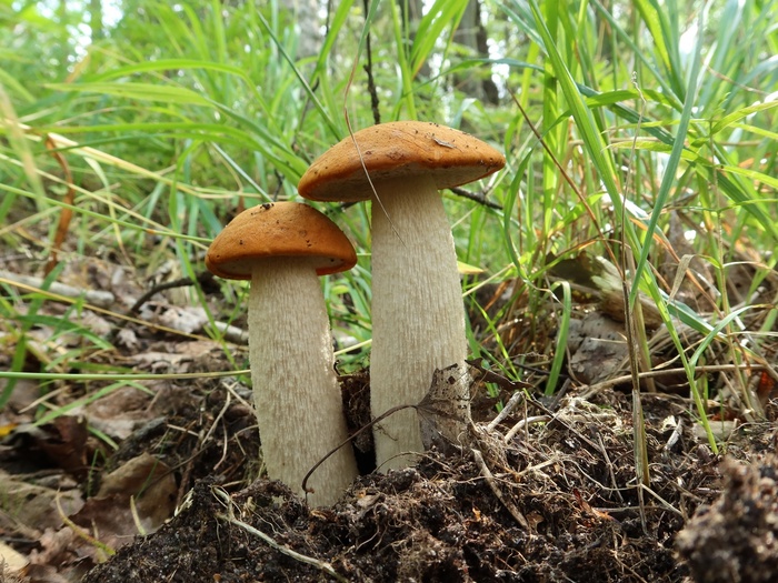 Подосиновик белоножковый. Фото Е. Охотиной.