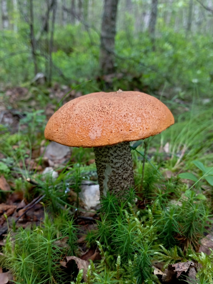 Подосиновик желто-бурый. Фото С. Кривошеева.