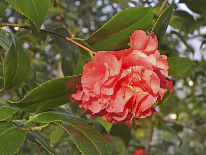 Цветущие камелии японские в субтропических оранжереях Ботанического сада Петра Великого. Санкт-Петербург. Фото Л. Головневой.