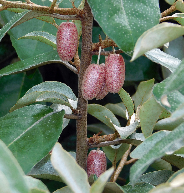 Плоды лоха колючего. Фото А. Малыхиной.