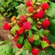 Аватар пользователя ripe.raspberries