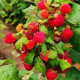 ripe.raspberries