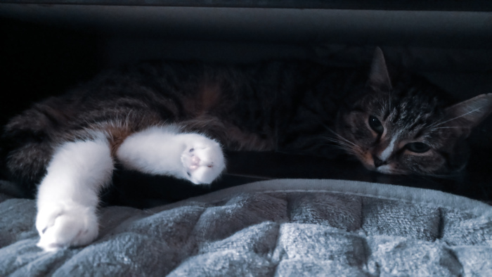 Нашла новый "тайный уголок" для сна...