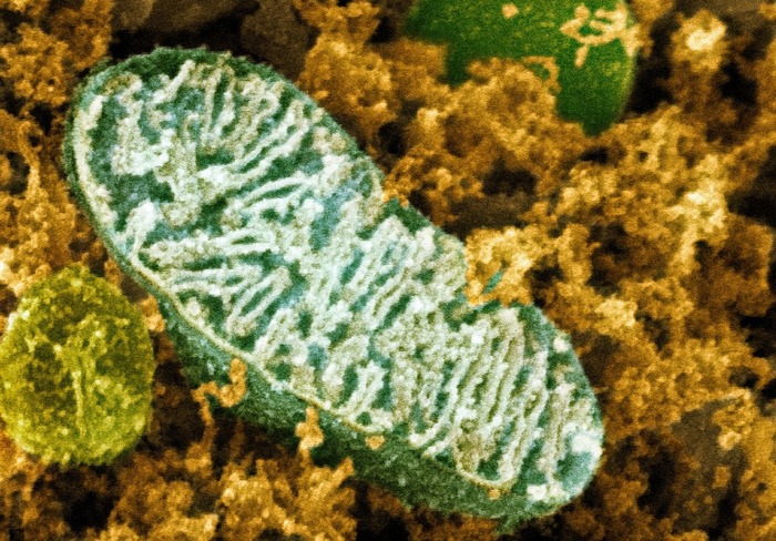 � <!--noindex--><a href="https://pikabu.ru/story/mitokhondrii_istoriya_drevnego_vtorzheniya_13711427?u=http%3A%2F%2Ffineartamerica.com&t=fineartamerica.com&h=c122fbc023061d0a274f67d6a0601cdfdd1353a0" title="http://fineartamerica.com" target="_blank" rel="nofollow noopener">fineartamerica.com</a><!--/noindex-->