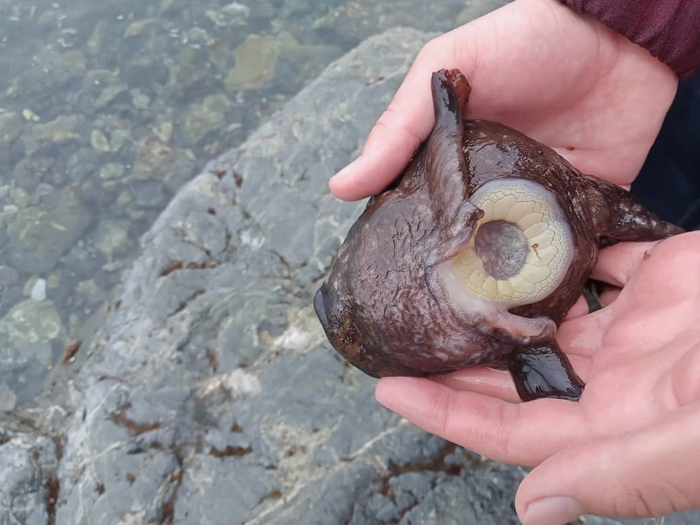 Это не присоска, а ПРИСОСИЩЕ!