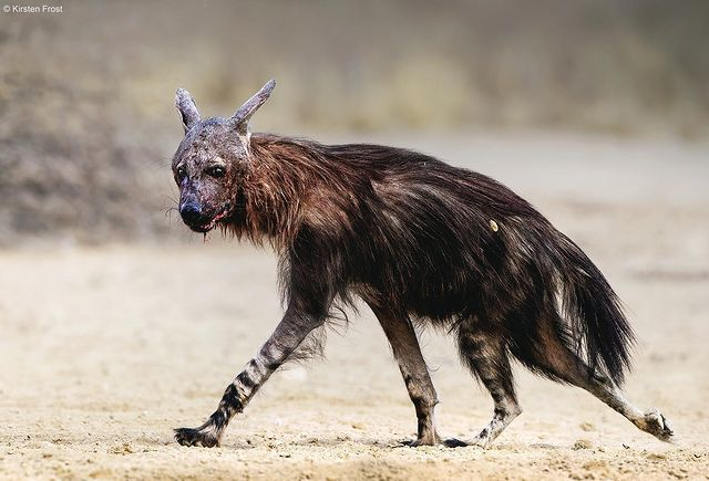 Я бы на вас посмотрела, как бы вы выглядели, если бы одними огрызками питались!