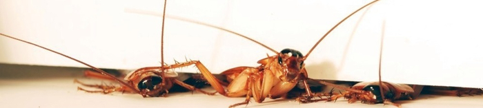 Привет, ты думал, что ты нас уничтожил? Ошибочка вышла!