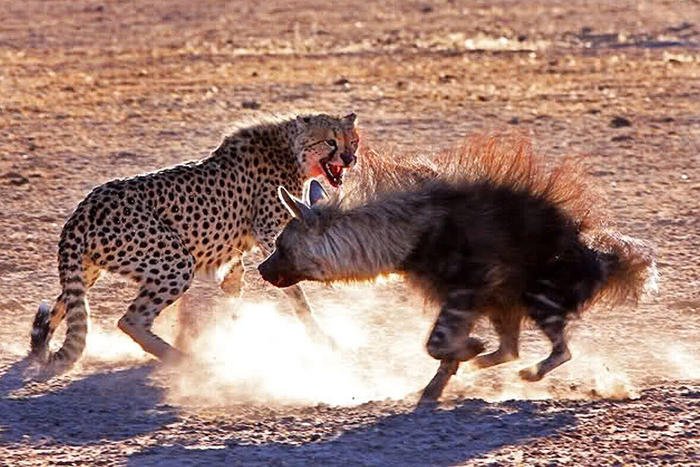 Подайте панку на пропитание!