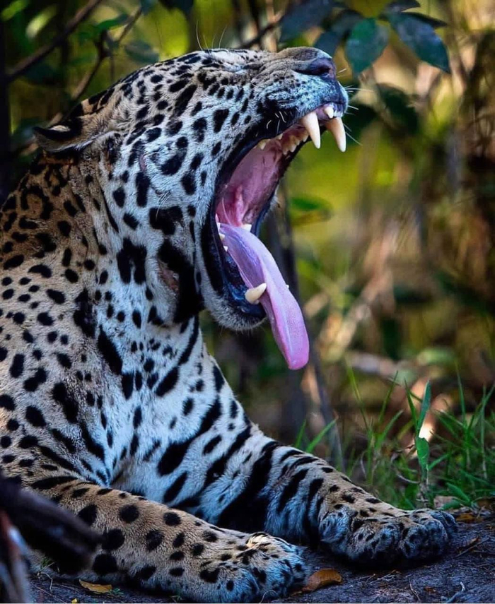 ���� <a href="https://pikabu.ru/story/samyie_moguchie_chelyusti_sredi_bolshikh_koshek_13712897?u=https%3A%2F%2Ft.me%2Fivanzatevakhin%2F4386&t=%D0%BE%D1%82%D1%81%D1%8E%D0%B4%D0%B0&h=e0341b6ffdf1af60e53bf31ab9256056bff174a2" title="https://t.me/ivanzatevakhin/4386" target="_blank" rel="nofollow noopener">������</a>