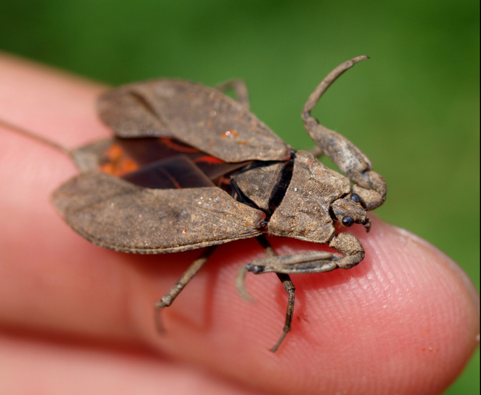 Представь: только ты, я и водяной скорпион, что бережет наш отдых. Ну разве не романтично?