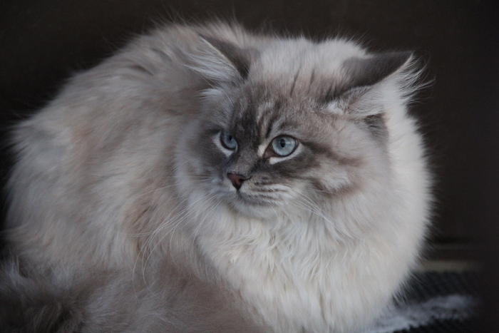 Просто молодой котик радуется снегу. Ну хоть кто-то ему радуется)