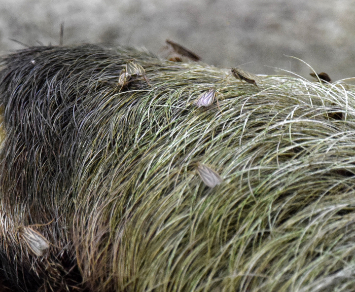 � ������������ ���������� ������� �������� ���������� �����, ���� ���� ��� � �������� � �����, �� ���������� ������� ��� ����������� ���, �� ������� ������ ����� ��������� ��� ������ � �����������.