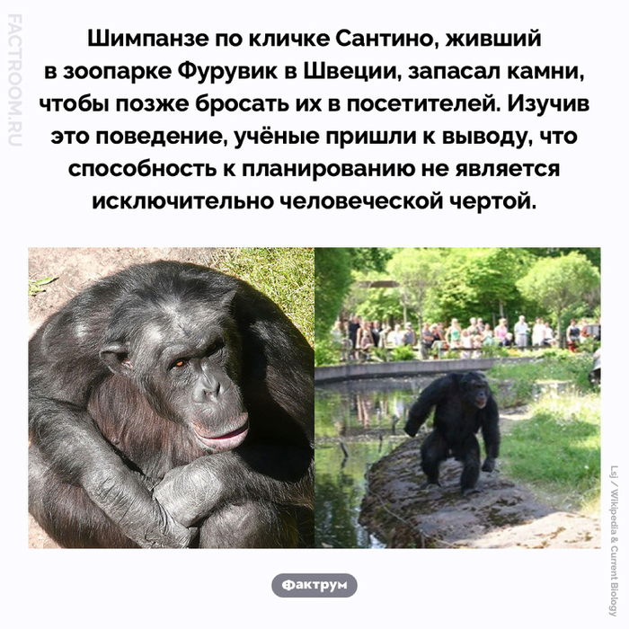 �������� �����������. ���������� ���-����