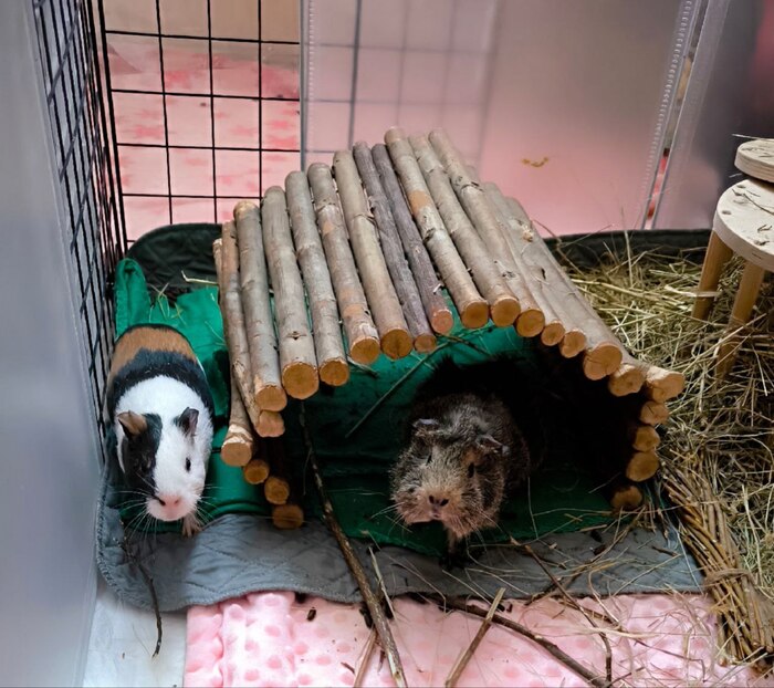 Пеппа и Фаня