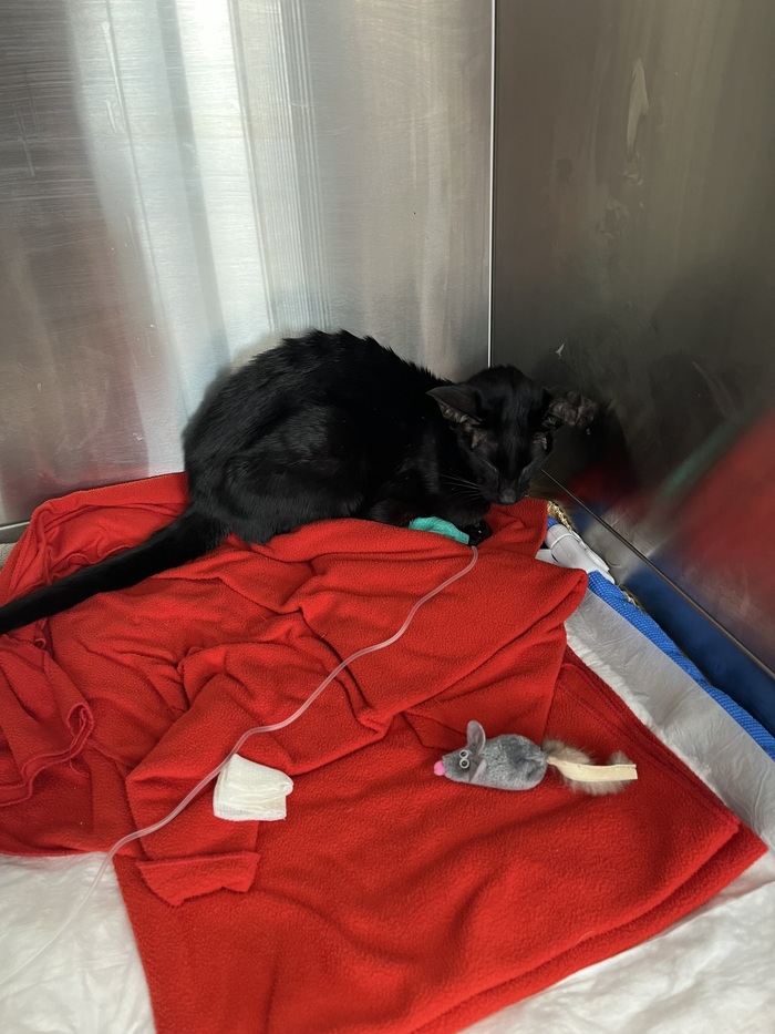 ����� � ���������� ��� ����������� 