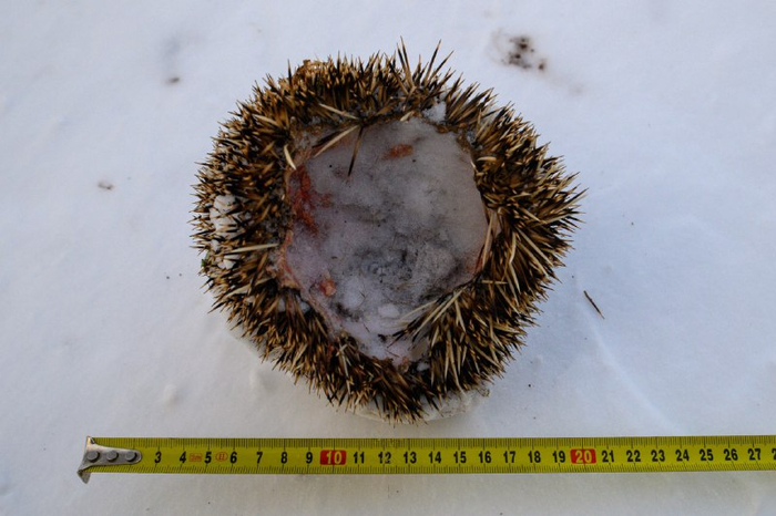 Невезучий ёжик