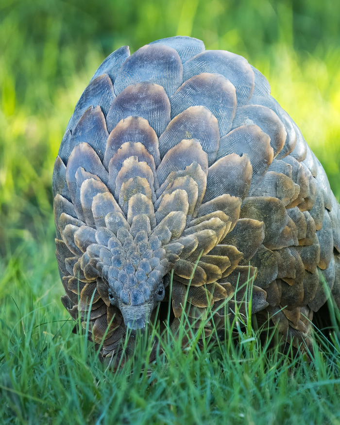 Броня панголина