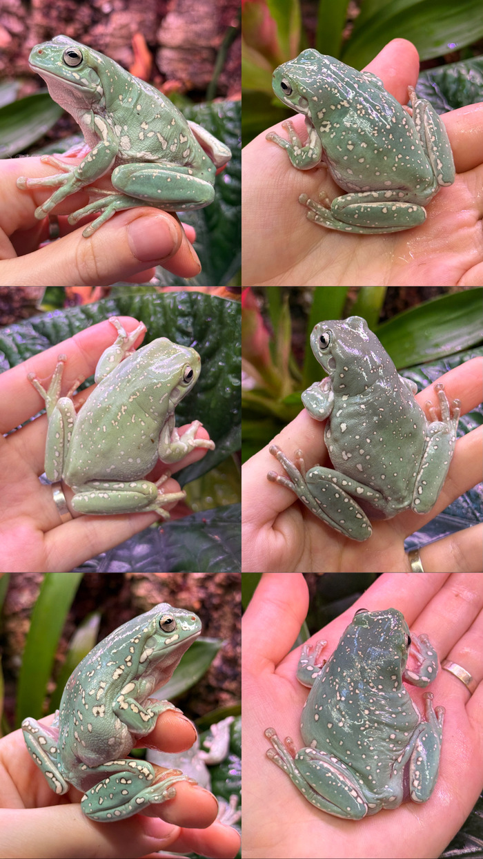 Разведение тысяч лягушек