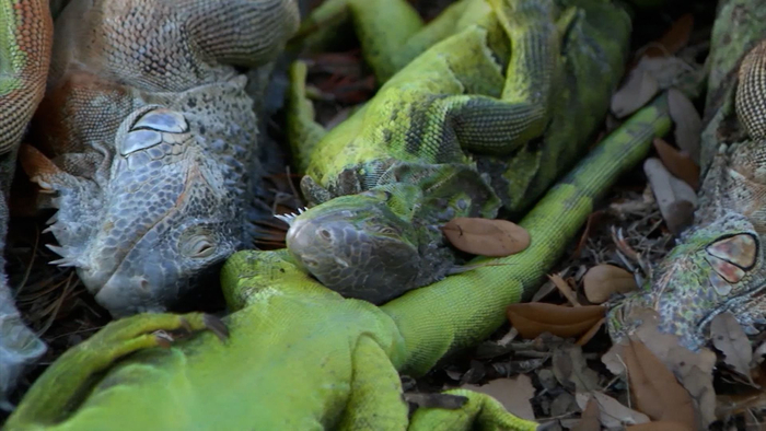 ����� ������ �� 6 ����, � ����� ���������� ���������� �� ����� ������.