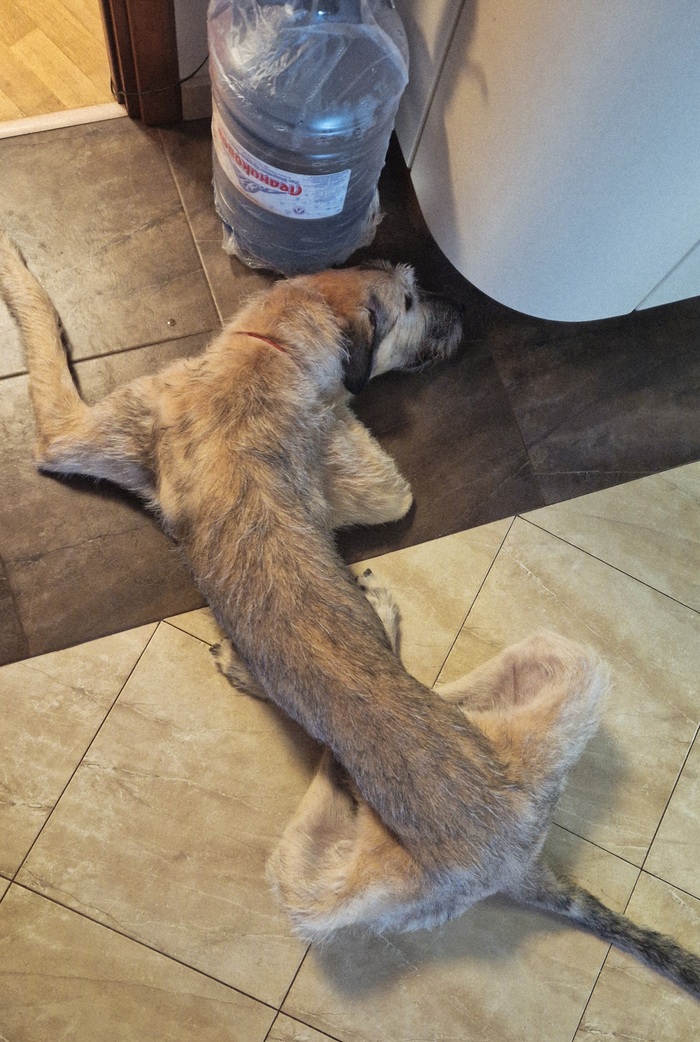 Волкодавица у бутылки с водой