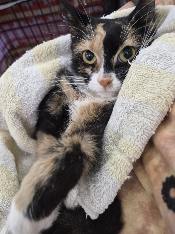 Пока Сара слабенькая, не сопротивляется