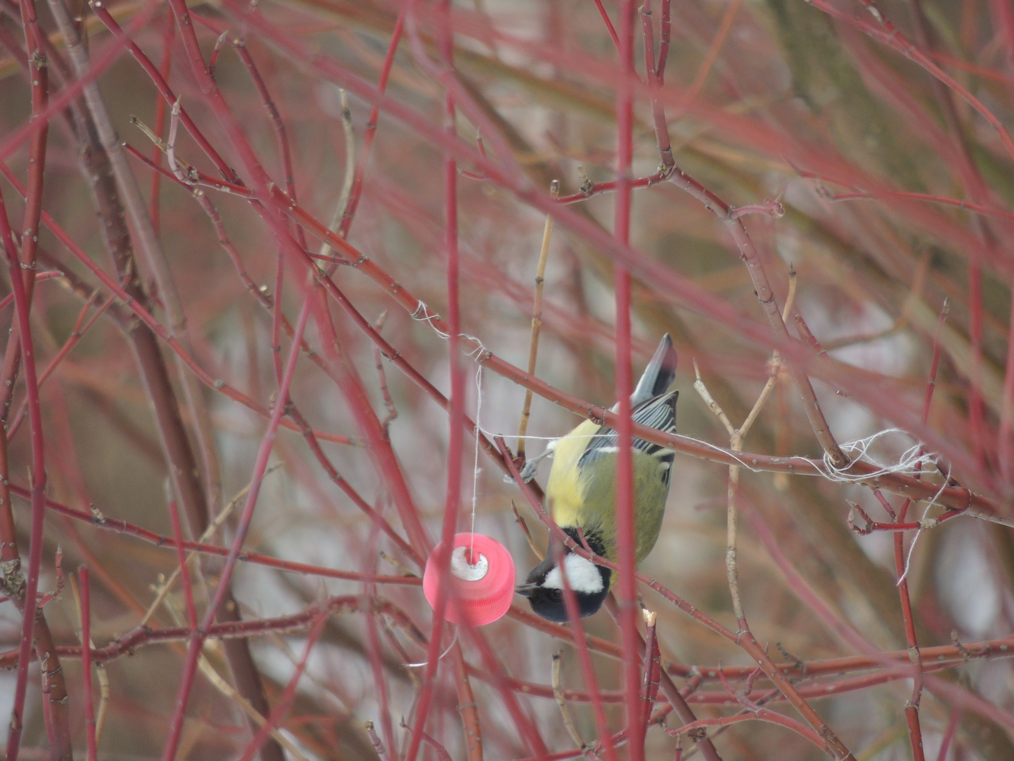 Great tit - My, Big, Elk Island, Moscow, Nikon p510, wildlife, Longpost, Passeriformes, Birds