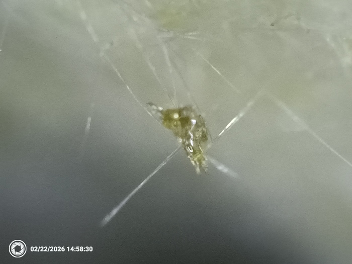 �� ���������