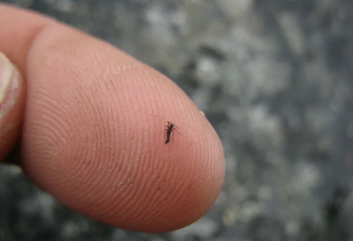 ����� �� �������������� ����� ������� ������?