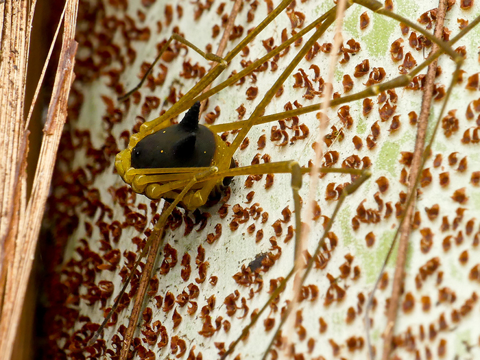 ���� ������� ������� ��������. ��� �� ����� �����.