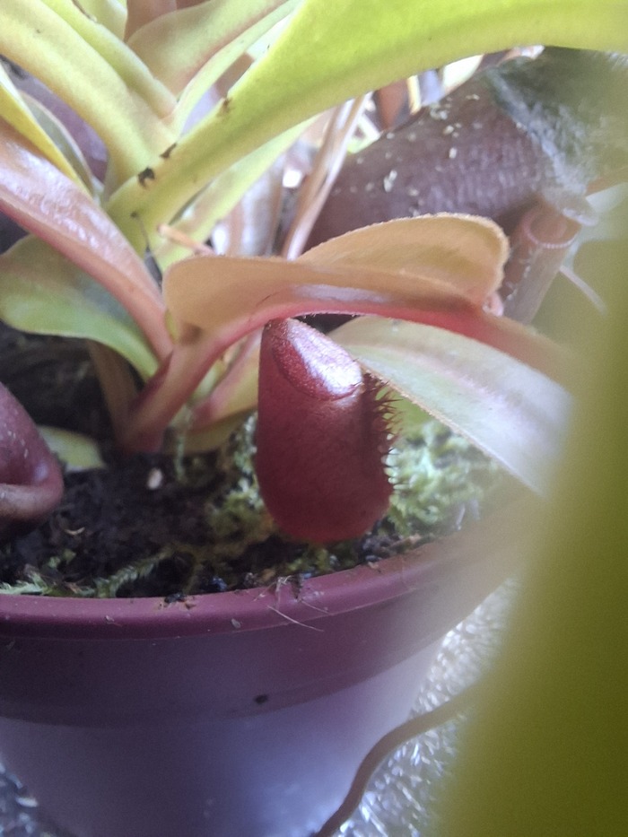 А вот новый в прошлом