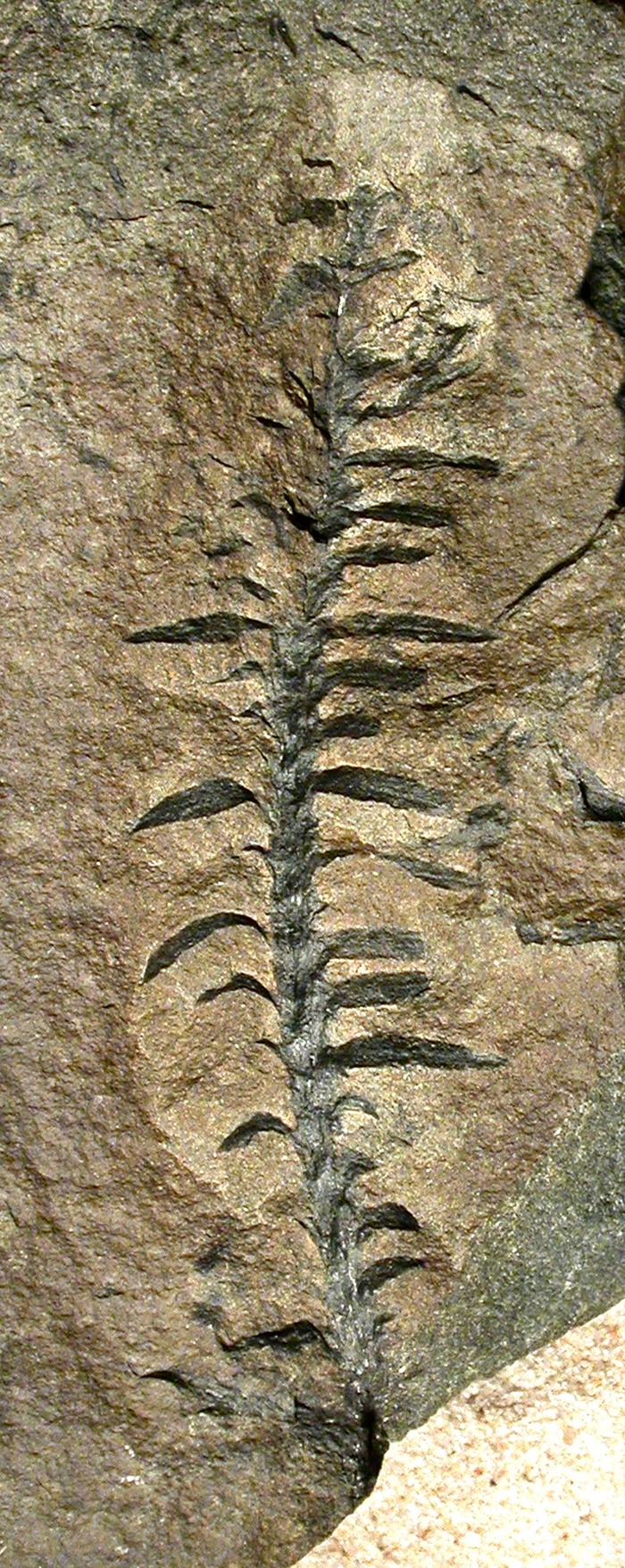 Побег элатокладуса. Поздний мел, Чукотка.