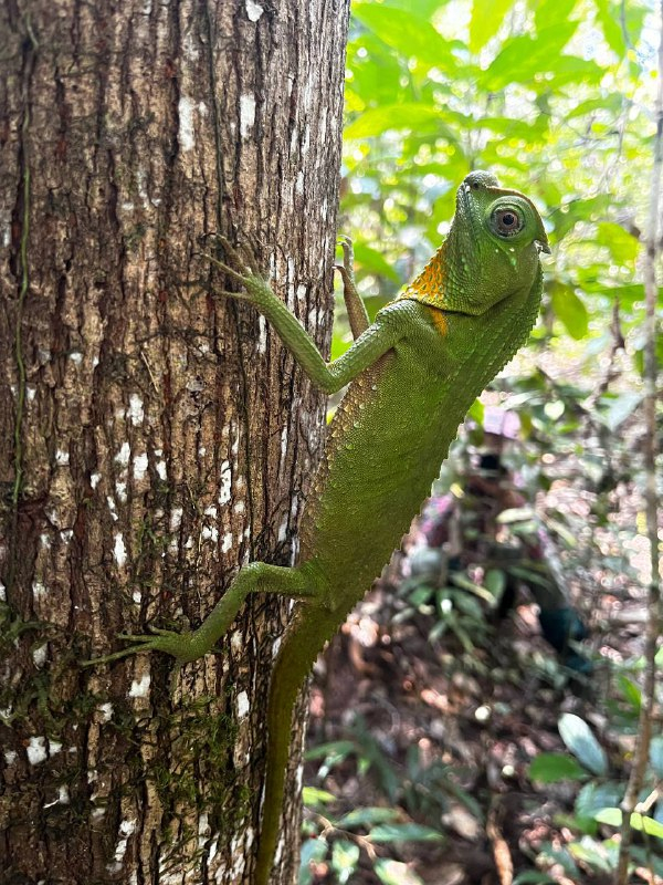 ����<a href="https://pikabu.ru/story/tseylonskaya_agama_13724830?u=https%3A%2F%2Ft.me%2FBirdsForever%2F608&t=%D0%BE%D1%82%D1%81%D1%8E%D0%B4%D0%B0&h=b923d466d624b9050205d498b46e1cde16f199d7" title="https://t.me/BirdsForever/608" target="_blank" rel="nofollow noopener"> ������</a>