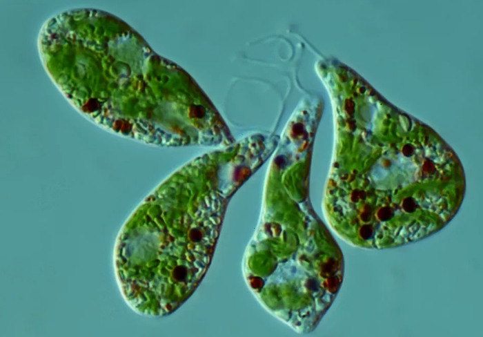 ��� ����� ������? (����� 4)