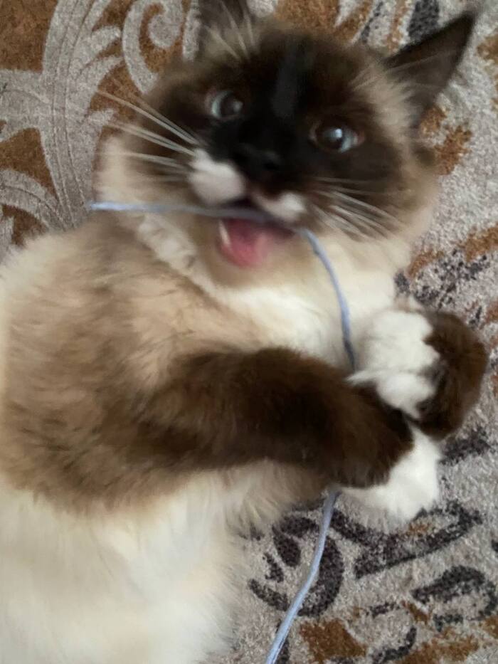 ����, �� �������� � ���� �������� ��������