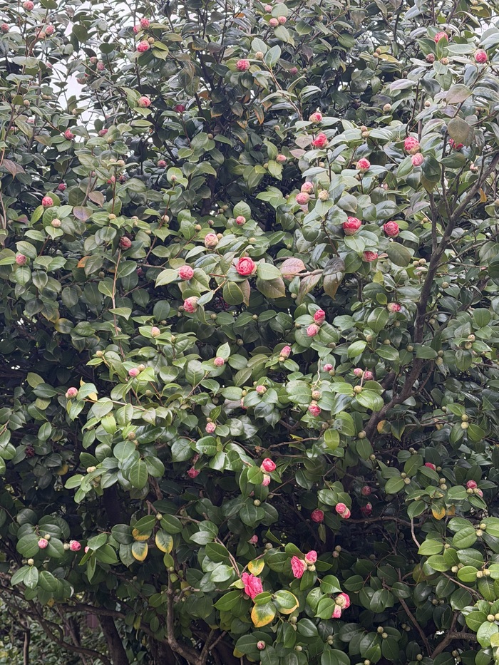 ������� �������� 