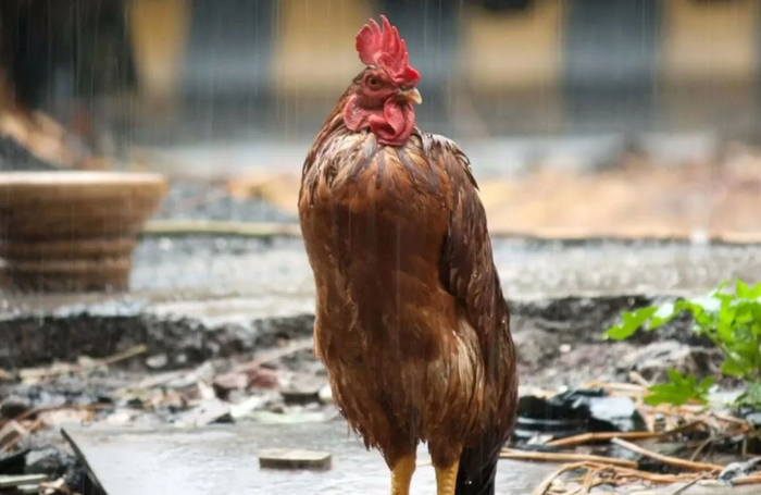 ������-����.